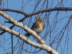 Turdus pilaris