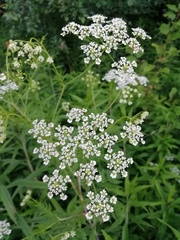 Chaerophyllum bulbosum
