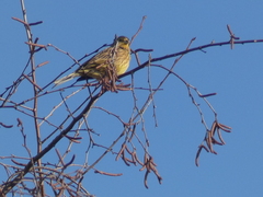 Emberiza citrinella