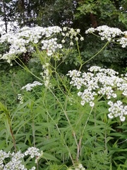 Chaerophyllum bulbosum