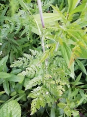 Chaerophyllum bulbosum