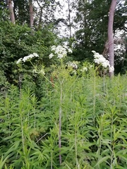 Chaerophyllum bulbosum