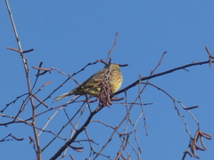 Emberiza citrinella