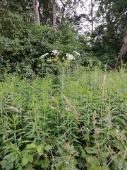 Chaerophyllum bulbosum