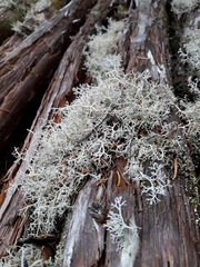 Cladonia terrae-novae