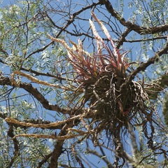 Tillandsia achyrostachys