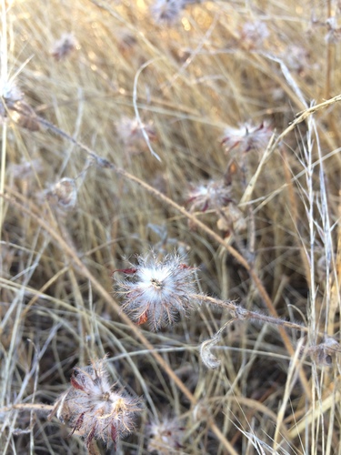 iNaturalist observation photo of Rose Clover