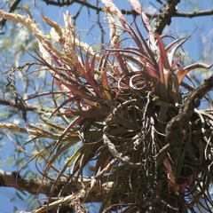 Tillandsia achyrostachys