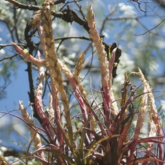 Tillandsia achyrostachys