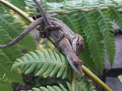 Anolis unilobatus