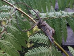Anolis unilobatus