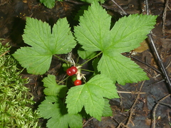 Rubus humulifolius