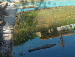 Crocodylus intermedius