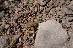 Heracleum ligusticifolium