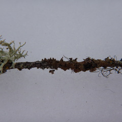 Hypogymnia austerodes