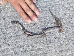 Senticolis triaspis intermedia