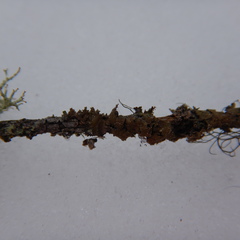 Hypogymnia austerodes