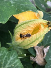 Cosmoclopius nigroannulatus