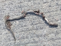 Senticolis triaspis intermedia