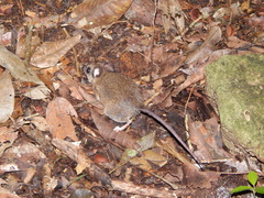 Peromyscus mexicanus