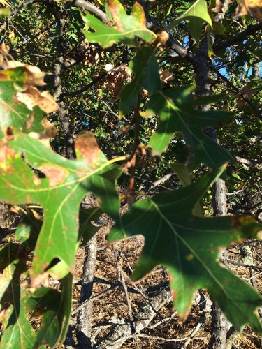iNaturalist observation photo of California black oak