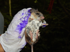 Peromyscus mexicanus