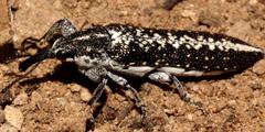 Rhinotia niveopilosa