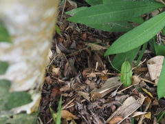 Sphenomorphus indicus