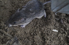 Heteromys irroratus