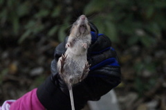Heteromys irroratus