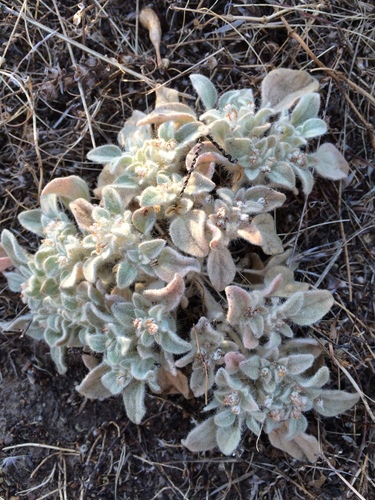 iNaturalist observation photo of turkey mullein