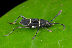 Euryarthrum albocinctum