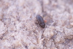 Coleoptera