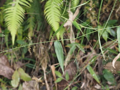 Panicum notatum
