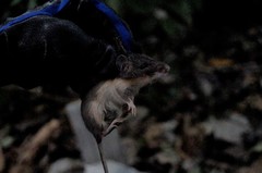 Heteromys irroratus