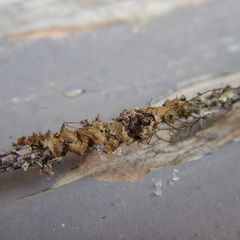 Hypogymnia austerodes