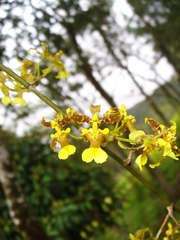 Oncidium baueri