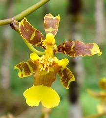Oncidium baueri