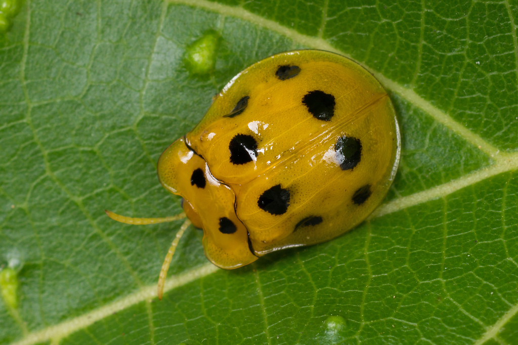 Basiprionota decempustulata