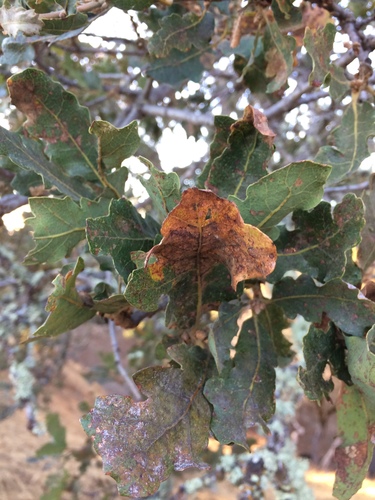 iNaturalist observation photo of blue oak