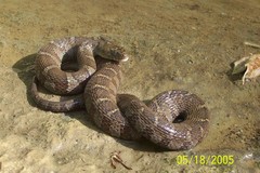 Nerodia sipedon