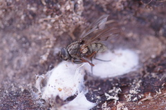 Diptera