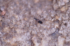 Staphylinidae