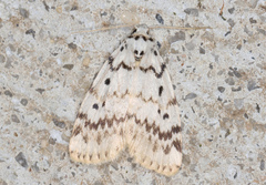 Hectobrocha pentacyma