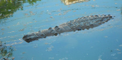 Crocodylus intermedius