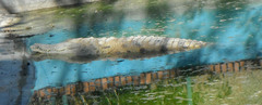 Crocodylus intermedius
