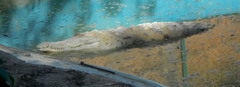 Crocodylus intermedius
