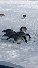 Branta canadensis