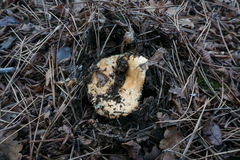 Lactarius semisanguifluus