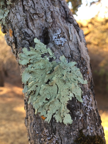 iNaturalist observation photo of Speckled Greenshield